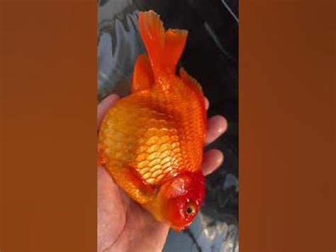 egg bound goldfish